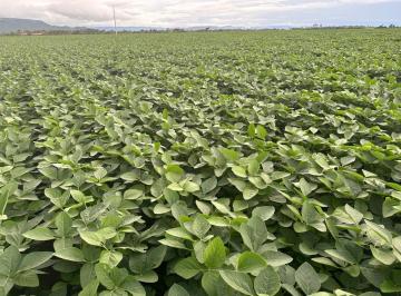Rural de 4 quartos, Jussara · VENDO FAZENDA GIGANTE EM JUSSARA DE GOIÁS P/ PLANTIO 3 SAFRA POR ANO! 98150-8787