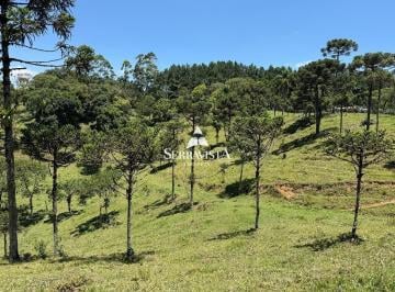 25019060_4.jpg · Área em local alto com araucárias - 83.519 m2