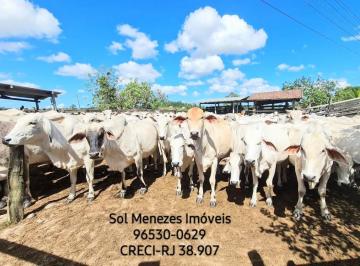 Rural , Araruama · FAZENDA DE 52 ALQUEIRES MINEIROS EM ARARUAMA  - SÃO VICENTE DE PAULA 