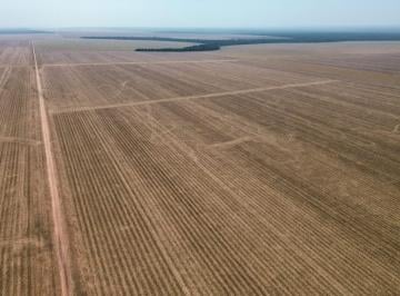 Rural , Sorriso · FAZENDA 12.600 HÁ EM SORRISO-MT