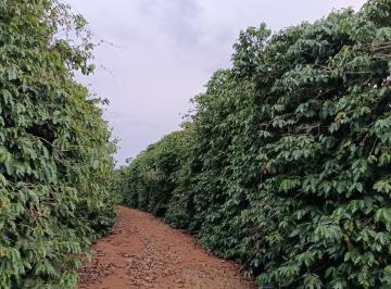 Rural de 1 quarto, Machado · OPORTUNIDADE VENDO FAZENDA FORMADA EM CAFÉ REGIÃO DE MACHADO-Mg ( 6236 )