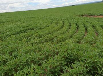 Rural · 640ha · 1 Quarto · FAZENDA COM AREA 640 HECTARES, DE SOJA E GRÃOS NO GERAL, EM JOÃO PINHEIRO
