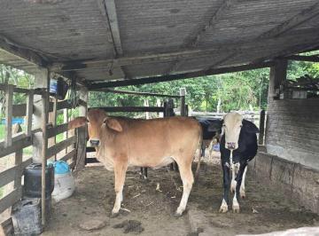 Rural · 18ha · Sítio à 17km de Caldas/MG! Planta 3 alqueires em café!
