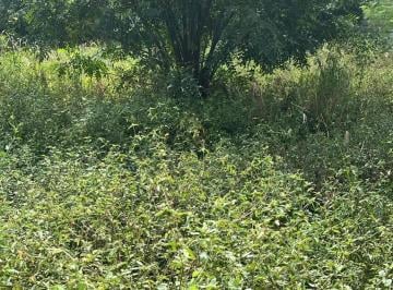 Terreno · 1750m² · Terrenos LoteTerreno em Ribeirão Preto