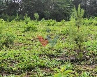Rural · 411400m² · 1 Quarto · Fazenda em Centro, Campo Largo/PR de 411400m² 1 quartos à venda por R$ 1.150.000,00