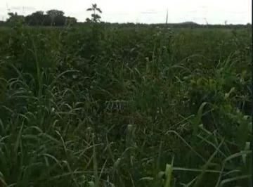 Rural · 30000000m² · Arrendamento Fazenda 3.000 hectares no pantana...