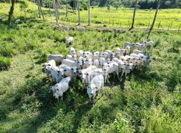 fa09e55917799aad497fd41ea191fe72ae082c5c · Fazenda com 3 quartos à venda, 480000 m² por R$ 2.500.000 - Reginópolis - Silva Jardim/RJ