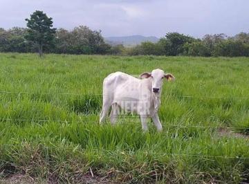 Fazenda Produtiva à Venda em Silva Jardim/RJ · Fazenda com 2 dormitórios à venda, 333960 m² por R$ 1.650.000,00 - Mato Alto - Silva Jardim/RJ