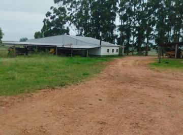 Rural , Pedras Altas · FAZENDA COM 894.93 HÁ. PLANTA 600 HÁ. DE LAVOURA EM PEDRA ALTA-RS