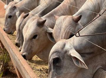 20230322131556216300.jpg · Fazenda para Venda em Pindorama do Tocantins