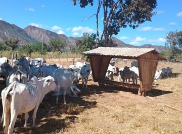 202411221445073522.jpeg · Fazenda para Venda em Niquelândia