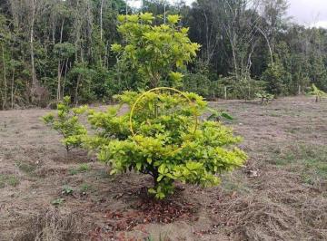 Lote à venda em rua pública, PARATIBE, Paulista, PE · Lote à venda em rua pública, PARATIBE, Paulista, PE