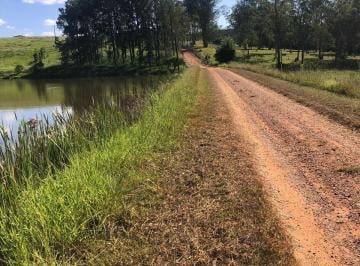 Foto 01 · porteira fechada (área 53.00 alqueires) no município de São João da Boa VISTA SP. ? 120.000 pés de c