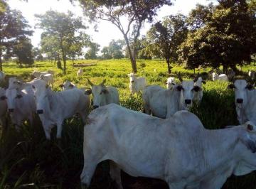 Rural · 1541ha · 3 Quartos · Fazenda 1541 Hectares Para Pecuária Com Ótimo Acesso - Acorizal/MT