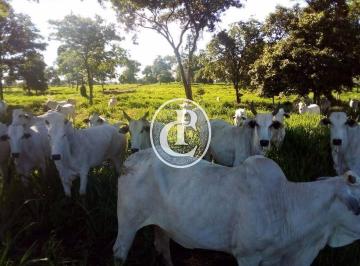 Rural · 1541ha · 3 Quartos · Fazenda 1541 Hectares Para Pecuária Com Ótimo Acesso - Acorizal/MT