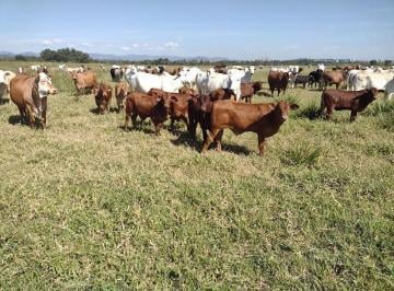 Rural · 100m² · 5 Quartos · Fazenda de 100 Hectares com irrigação de pivô e casa sede em Pedregulho, Guaratinguetá - SP.