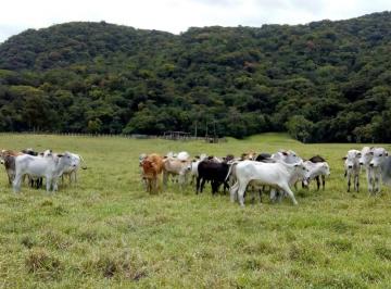 Rural · 90m² · 1 Quarto · Fazenda de 290 hectares com porteira fechada em  Miracatu/SP.