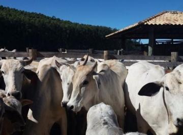 Rural · 90m² · 1 Quarto · 10 Vagas · Fazenda com 96,8 Hectares, apta para pecuária de corte em  Lagoinha/SP.