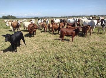 Rural · 100m² · 1 Quarto · 10 Vagas · Fazenda Plana de 355 hectares de Alto Padrão em  Guaratinguetá, SP.