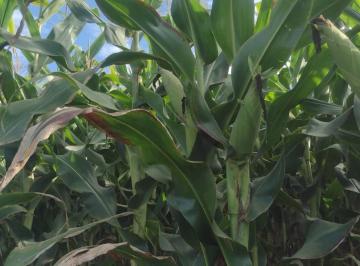 Rural · 133ha · 3 Quartos · Oportunidade Única – Fazenda de 133 Hectares com Alta Produtividade e Excel
