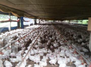 20220729085815687824.jpeg · Granja para Venda em Conchas, Pirambóia, 8 dormitórios, 6 banheiros, 4 vagas
