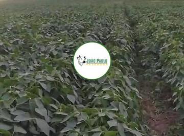 Rural , Buritis · Fazenda a venda em Buritis - MG - 56 HA - plantando SOJA e MILHO