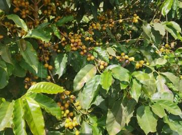 Foto 01 · Fazenda para Venda Área Rural de Três Corações- MG *FAZENDA de CAFÉ *