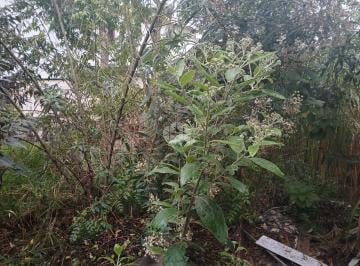 637461_i2B1nL3di287D4_63746166bb6c9a953b1.jpg · Terreno fechado a venda na Av. Santa Inês