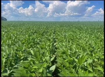 Rural , São José do Xingu · FAZENDA COM 13.800 HÁ. NA REGIÃO DO XINGU - MT.