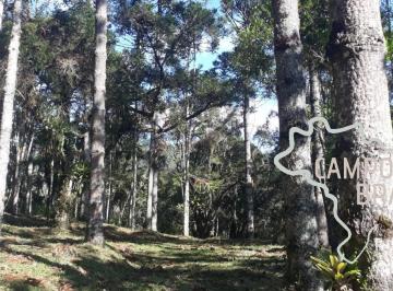 Foto 01 · Linda área rural com centenas de Araucárias, com platô para construir sua casa em meio a natureza!