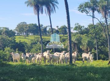 resV2hhdHNBcHAgSW1hZ2UgMjAyMy0wMi0wMSBhdCAxMC41Ni4yOCAoMSkuanBlZw==63da9f964e2f0.jpeg · FAZENDA EM BEZERRA GOIAS 54 ALQUEIRES PLANA ESCRITURADA/GEL/CAR NA BEIRA DA BR 100% formada capim b