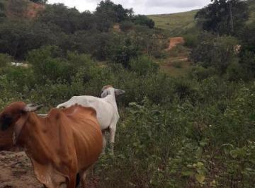 202502222250568731.jpg · Fazenda para Venda em Colatina, Colatina