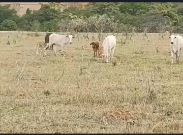 Rural de 3 quartos, Água Fria de Goiás · A&M IMOVEIS VENDE FAZENDA COM 12.8 HECTARES EM AGUA FRIA GO