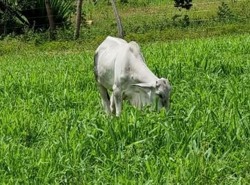 Rural de 2 quartos, Arinos ·  FAZENDA COMPLETA EM ARINOS-MG – 202 HECTARES | PRONTA PRA PRODUZIR!