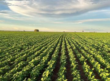 Rural · 616000m² · FAZENDA 77 HECTARES DUPLA APTIDAO EM IVINHEMA MS
