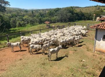 Rural de 12 quartos, Girassol · ÓTIMA FAZENDA COCALZINHO GO