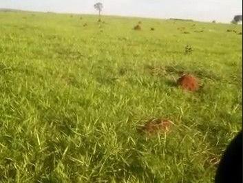 Rural · 7560000m² · Fazenda a Venda em Sao Gabriel do Oeste MS –...