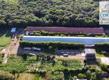 Rural de 4 quartos, Nova Petrópolis · Excelente sítio produtivo pra venda em Nova Petrópolis Serra Gaúcha.