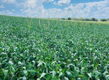 Rural · 1136000m² · Fazenda Agricultavel em Rochedo MS – Escuta ...