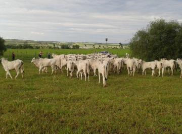 Rural · 390m² · Fazenda à Venda na Região de Presidente Prudente – SP - A2