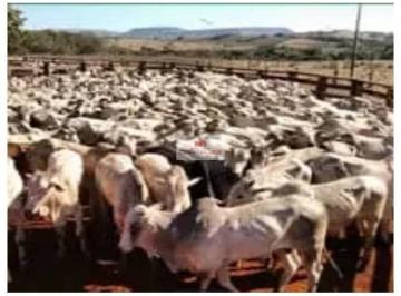 38e41fdb33b5ccaf1768dde6e3bf03cf.jpg · Fazenda com 21000 hectares, com 5000 hectares em pasto e 5000 hectares com licença para supressão
