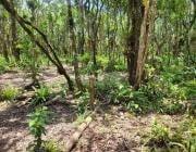 202504011436374961.jpg · Chácara para Venda em Itanhaém, Balneário Gaivota