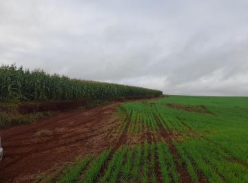 Rural · Área 2.85 alqueires à venda no distrito de Guaravera R$ 1.200.000 - Londrina/PR