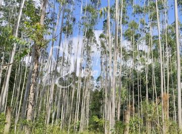 Foto 01 · Fazenda de eucalipto à venda em Silveiras-SP: 330,00 alqueires, oportunidade única!