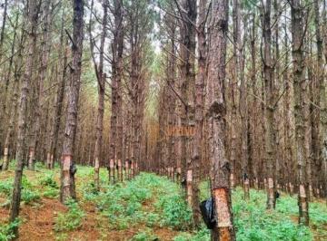 b816b22030b1472185bc1d6fff360e525c0f50c5 · Fazenda com Pinus à Venda – Região de Itapetininga/SP
