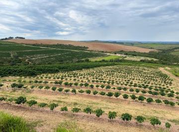 Foto 01 · Fazenda de café, na região de  Capitólio  207 hectares -Altitude acima de 900 , com 400 mil pés de c