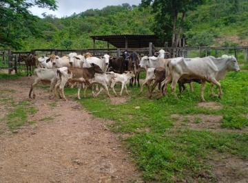 Rural , Mimoso de Goiás · A&M IMOVEIS VENDE EXELENTE FAZENDA EM MIMOSO COM 136HECTARES