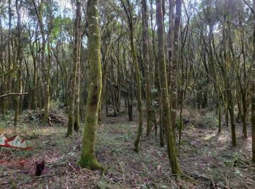 Rural , São José dos Pinhais · Chácara a Venda sem benfeitorias
