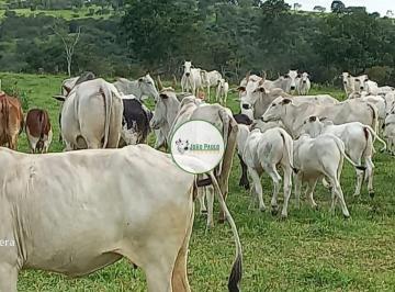 Rural , Catalão · Fazenda a venda em Catalão-GO - 1.500 HA - Toda formada em pastagens