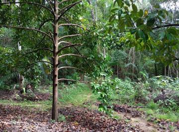 Terreno , Vera Cruz · Terreno em Matarandiba de 35 hectares com plantação de mangostão.